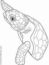 Turtle Loggerhead Coloring Tortue Ocean Dessin Turtles Info Coloriage Gif Colouring sketch template