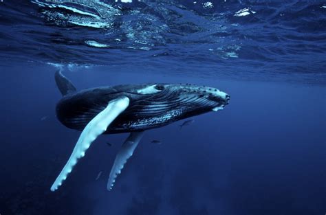 humpback loses threatened status  connection  wildlife