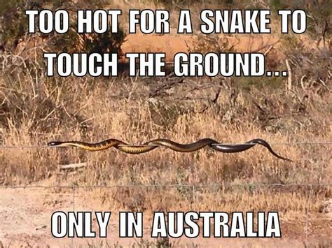 432 best australia images on pinterest australia funny australia