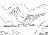 Blue Coloring Jay Bird Printable Template sketch template
