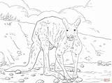 Coloriage Kangourou Colorier Koala Animaux sketch template