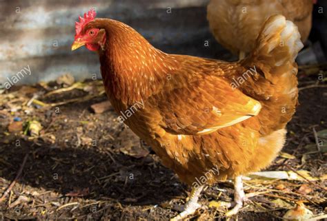 pin by brandi bartlett on chicken breeds h p best egg laying chickens