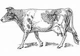 Vache Mucca Kuh Koe Vaca Realiste Malvorlage Kleurplaat Stampare Kleurplaten Gratuit sketch template