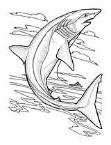 Coloring Sharks Pages Kids Print Printable Children Easy sketch template