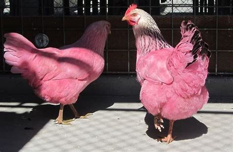 pink chickens owner comes forward reveals their beauty secrets