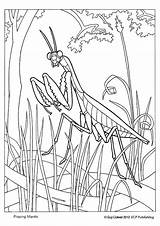 Mantis Praying Coloring Awesome Pages Getcolorings Printable Color Getdrawings sketch template