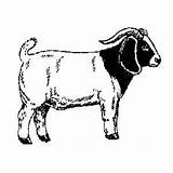 Goat Boer Clipart Clip Vector Graphics Stick Show Cliparts Library Clipartix Codes Insertion Related sketch template