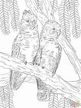 Gang Coloring Colouring Pages Galah Cockatoos Printable Drawing Australian Cockatoo Grocery Bird Color Animals Crafts Themed Printables Drawings Pyrography Burn sketch template