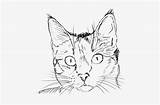 Cat Head Drawing Line Coloring Drawings Sketch Nicepng Paintingvalley sketch template