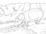 Hippo Coloring Water Baby Mother Pages Drawing Hippopotamus Categories Skip Main sketch template