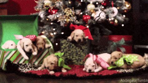 christmas tree find and share on giphy