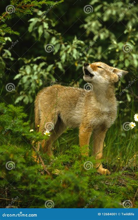 cute coyote pup howling stock image image  grassland