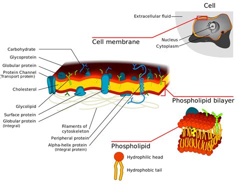 plasma membrane diagrams  diagrams