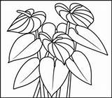 Anthurium Anthuriums Designlooter Coloritbynumbers sketch template