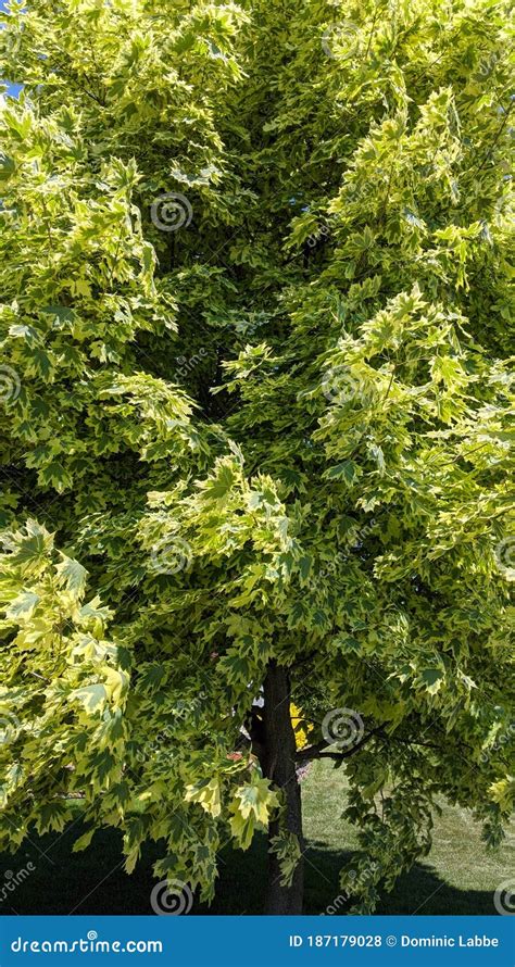detail  maple tree foliage  quebec stock photo image  quebec