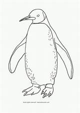 Penguin Pingouin Pinguin Coloriage Emperor Imprimer Kleurplaten Manchot Tekenen Dieren Adelie Dessins Leer Penguins Quoet Schilderijen Codes Insertion Gentoo Pokemon sketch template