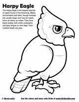 Coloring Pages Bird Eagle Harpy Rainforest Theme Birds sketch template