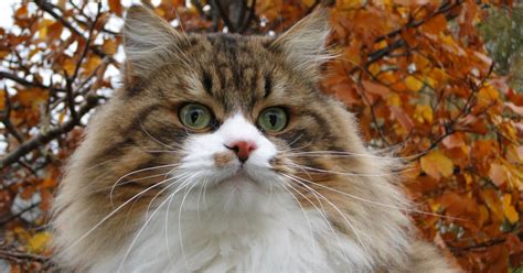 de siberische kat cattery van de sibydreuzels