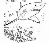 Shark Coloring Pages Realistic Printable Bull Cute Print Colouring Great Drawing Outline Color Sheets Getdrawings Getcolorings Sketch Hammerhead Colorings Ocean sketch template