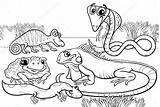 Coloring Pages Reptile Contents sketch template
