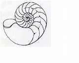 Nautilus Drawing Shell Coloring Spiral Kids Journey Choose Board Shells sketch template