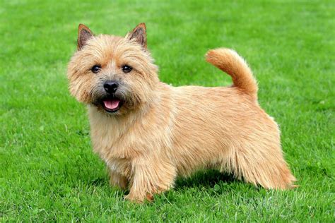 norwich terrier dog breed history   interesting facts