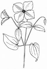Flower Drawing Clematis Sampaguita Clip Coloring Clipart Wildflower Pages Vector Drawings Svg Cliparts Plant Tulip Easy Kids 33kb Choose Board sketch template