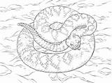 Rattlesnake Klapperschlange Diamant Diamondback Snake Snakes Kategorien sketch template