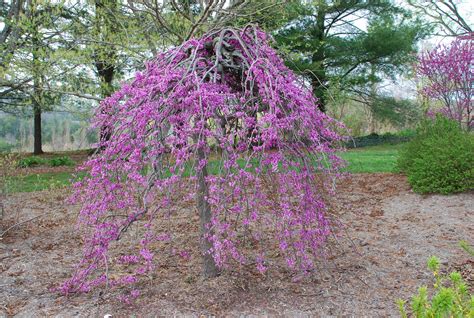 Evaluating The Weeping Redbuds What Grows There Hugh