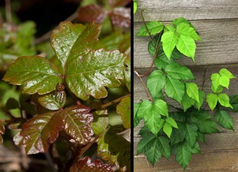 identify poison oak  poison ivy outdoorhub