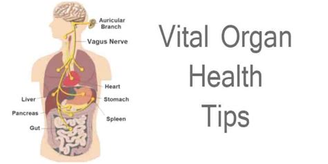 vital organ health tips sarvyoga yoga