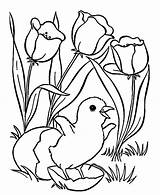 Coloring Pages Chick Flower Hatching Year Old Girls Tulips Tulip Color Easter Flowers Chicken Kids Tocolor Print Bird sketch template