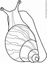 Snail Coloring Colouring sketch template