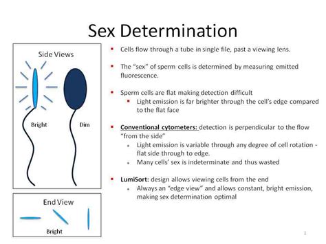 sex determination 3 basic types of sex determination processes