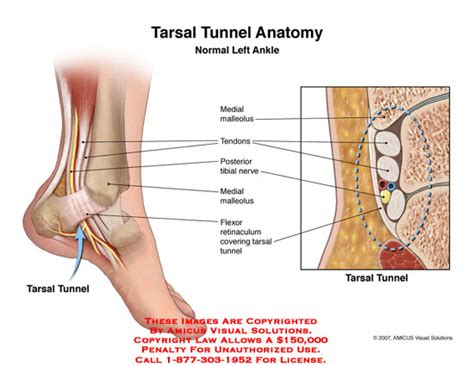 tarsal definition anatomy