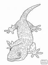 Gecko Coloring Leopard Lizard Pages Bearded Dragon Crested Tokay Printable Drawing Basilisk Kids Line Geckos Print Getdrawings Sheets Flying Reptiles sketch template