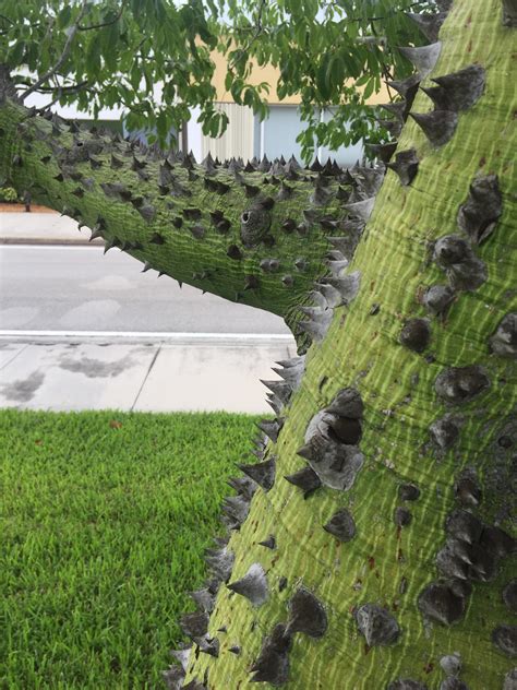 tree  thorns growing     south florida
