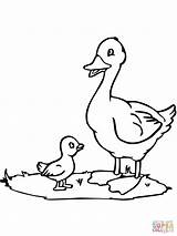 Duck Duckling Coloring Clipart Mama Pages Drawing Ugly Printable Paper Color sketch template