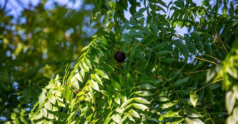 grow  care  black walnut trees gardeners path