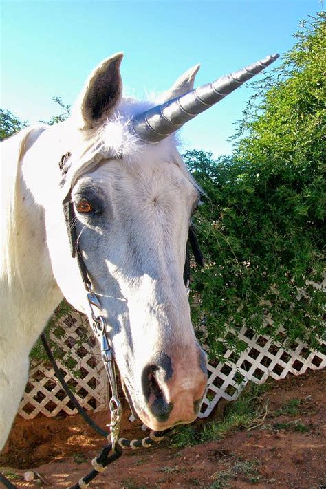 carve roast unicorn magical horse unicorn horn
