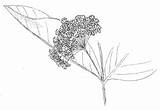 Milkweed Asclepias Drawing Syriaca Toadshade Common sketch template
