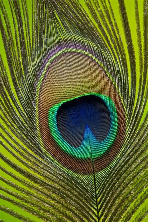 peacock tail feather peacock images peacock tail tail