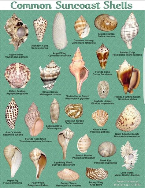 pin  terri penninger luciana   beach seashells life
