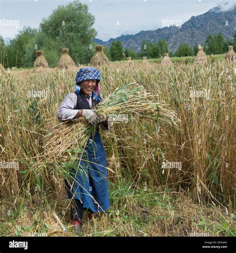 china xizang tibet lhasa woman gathering wheat  field stock photo