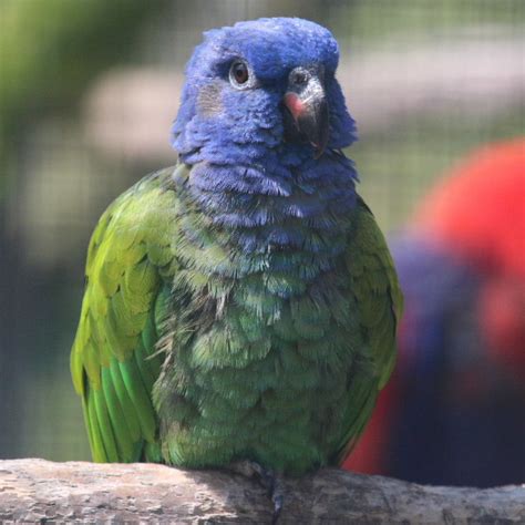 blue headed pionus parrot