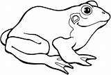 Frog Coloring Pages Tree Frogs Preschoolers Pluspng Cartoon Getdrawings sketch template