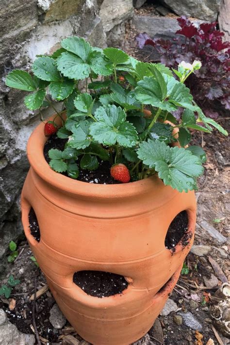 strawberry plants advice  planting  care varieties video tips