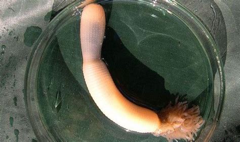 Burrowing Penis Worm That Eats Your Flesh By Turning Its
