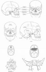 Anatomia Cranio Ossos Humana Atividadeseducativa sketch template