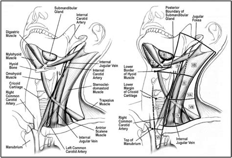 neck nodes lukes radiology blog